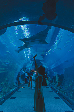迪拜水族馆和水下动物园旅游景点攻略图