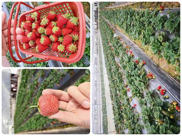 云南天士力帝泊洱生物茶集团有限公司