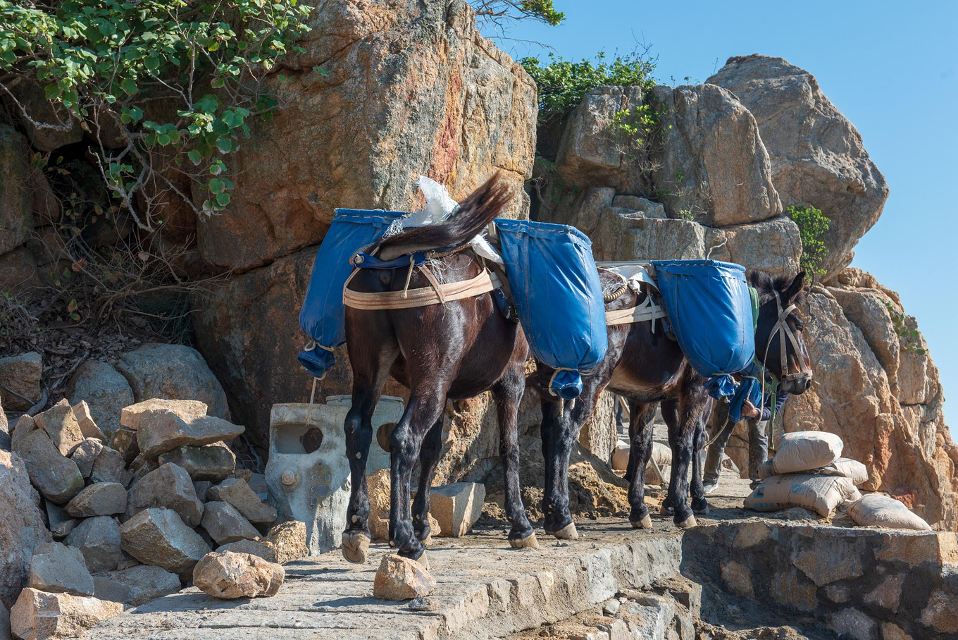 这时一队骡子驼着沙石经过,难道这里还用