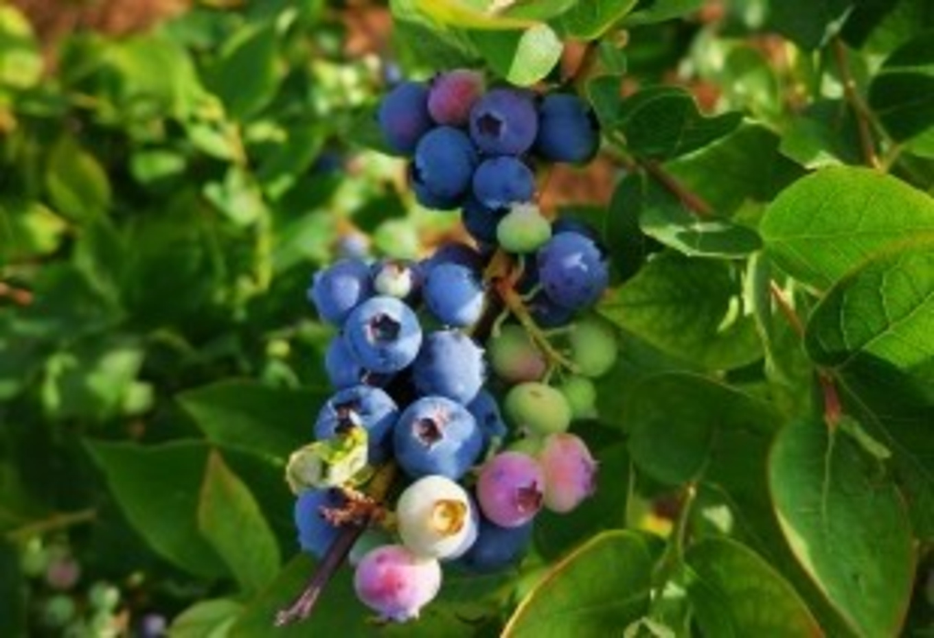贵州麻江：蓝莓园喜迎四方客