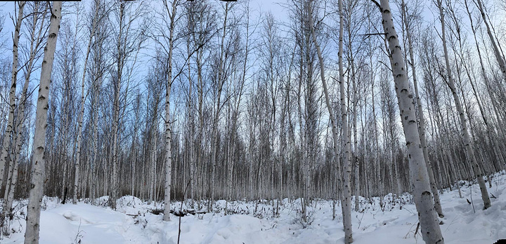 "提起白桦林，朴树的歌声就在耳边回荡，来到这里的人一定会相信有那样凄美的爱情存在_白桦林"的评论图片