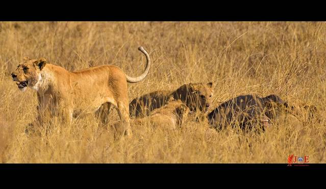 恩戈罗恩戈罗火山口