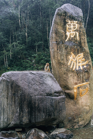 猴王谷就是一个适合观赏野生动物的景点,猴王谷景区有数万亩常绿森林