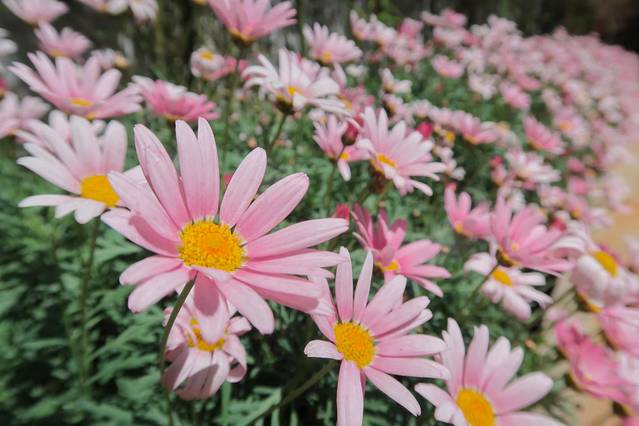 阳光森林休闲艺园