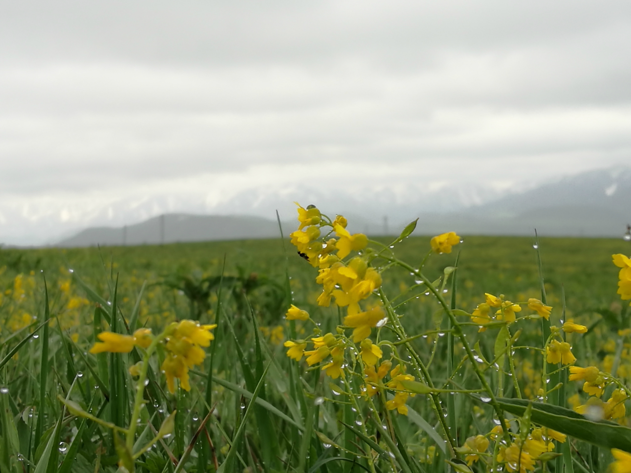花之精灵——裕民山花节两日游(小白杨哨所,塔斯提,吐尔加辽,芍药谷)