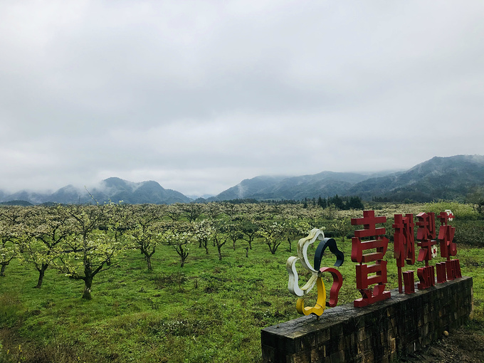 梨园、茶园图片