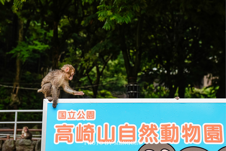 门票:成人510円_高崎山自然动物园"的评论图片