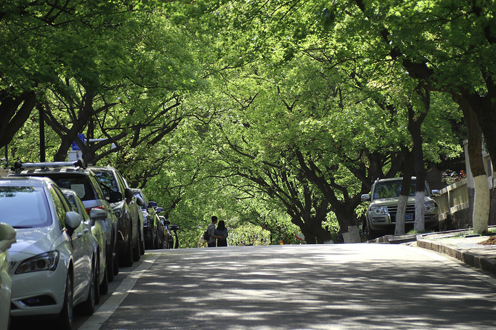 "青岛的五大关之中其中的一条道路，每到夏日这条路便会焕发出绿荫覆盖的格局，走在道路上十分惬意_嘉峪关路"的评论图片