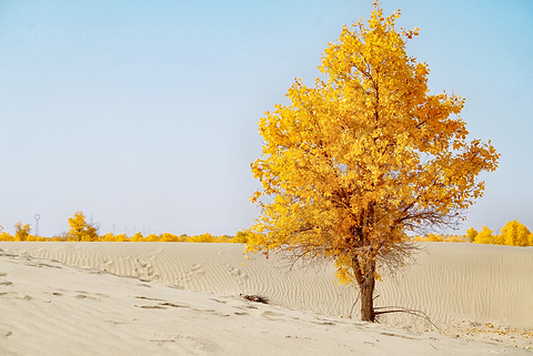 塔克拉玛干沙漠（阿克苏）的图片