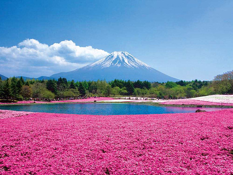 富士芝樱祭旅游景点图片