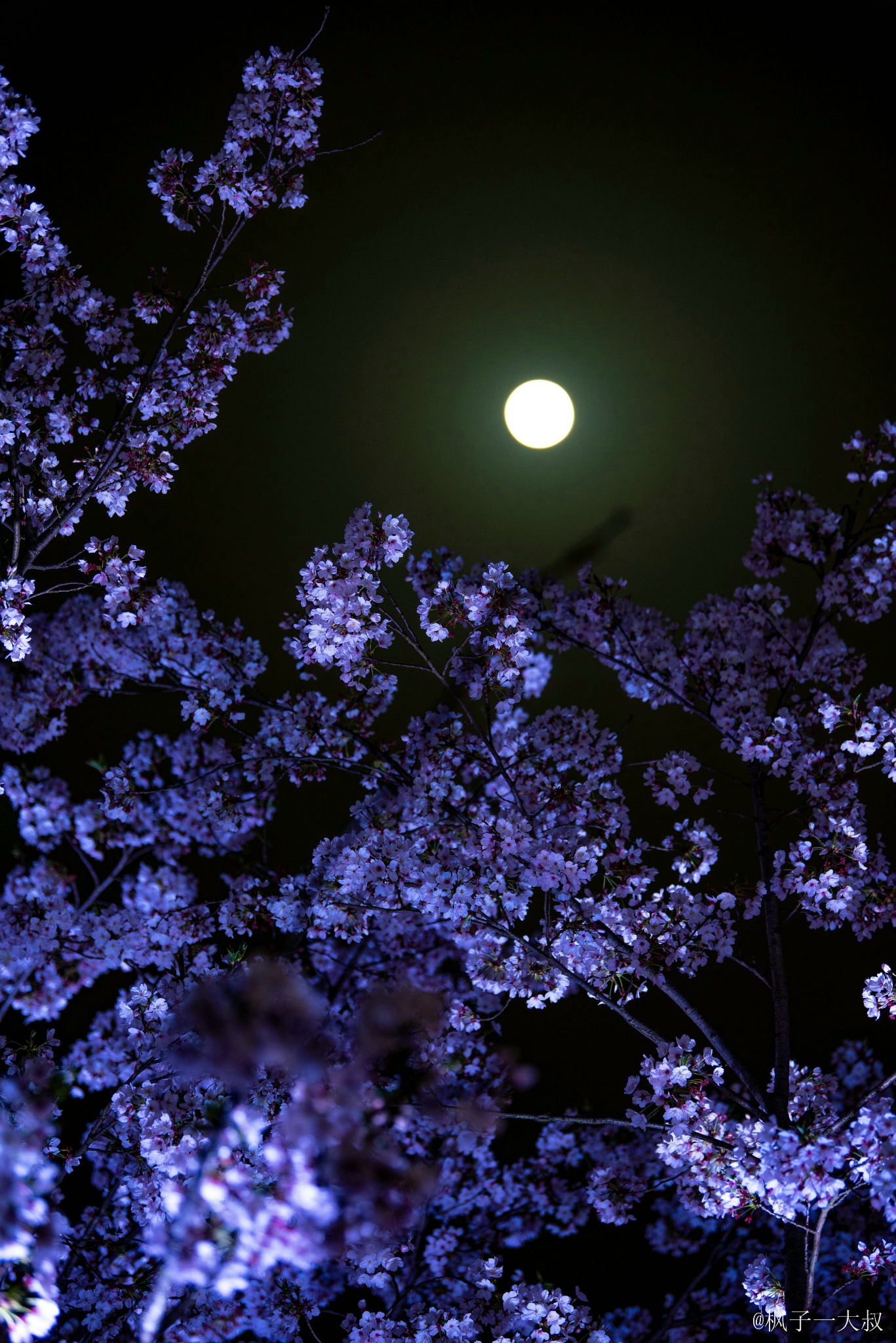 夜晚在灯光照耀下,看流光溢彩樱花园夜景,城墙主题光雕,星光隧道,又有