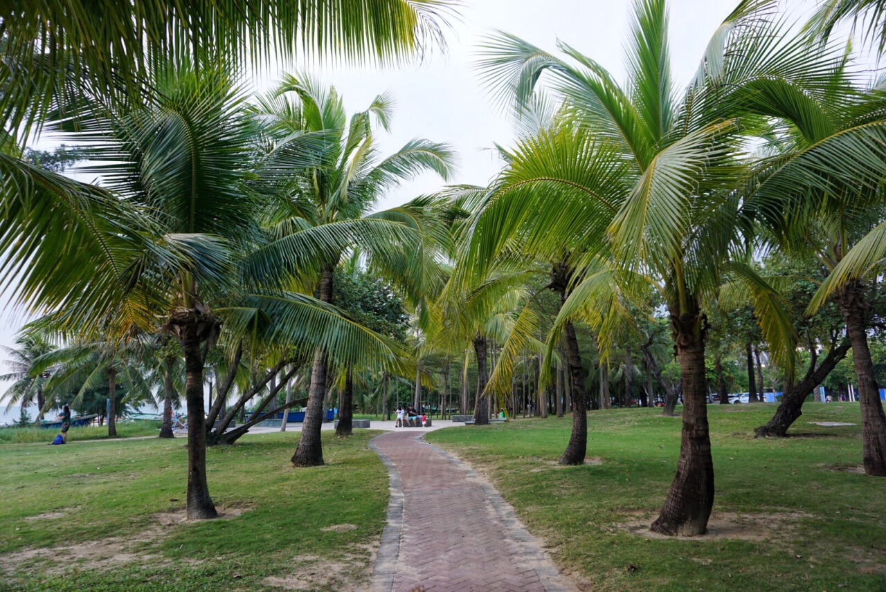 椰梦长廊, 一排排的椰子树成了三亚不同于国内其他城市的专属标记|三亚|椰梦长廊|城市_新浪新闻