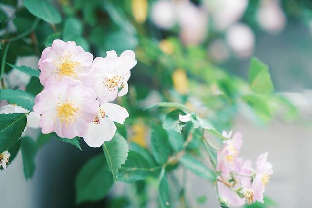 颐和路民国时期公馆风貌区