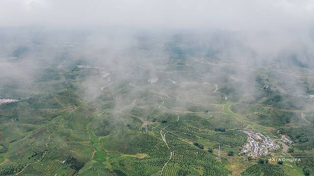 大渡岗万亩茶园