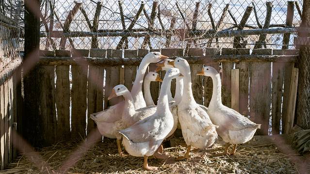 黑龙江凤凰山国家级自然保护区