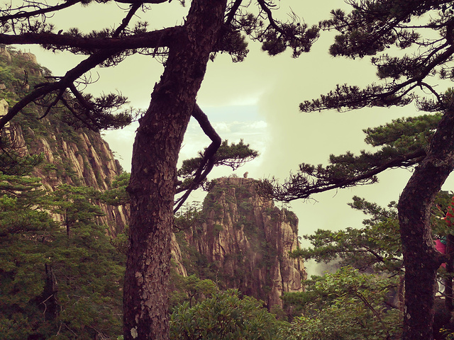 "真正的悬崖峭壁，松石奇异无比，游客络绎不绝。只为了攀登上本次行程的最高峰，一睹黄山之壮阔美景_猴子观海"的评论图片