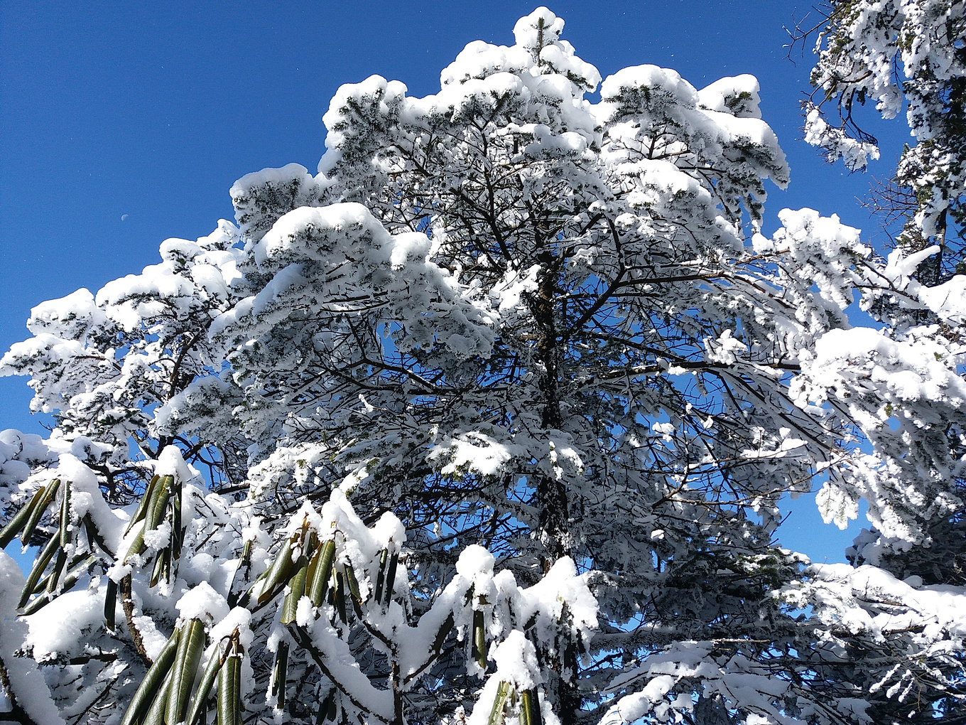 冬 松 雪 - Pixabayの無料写真