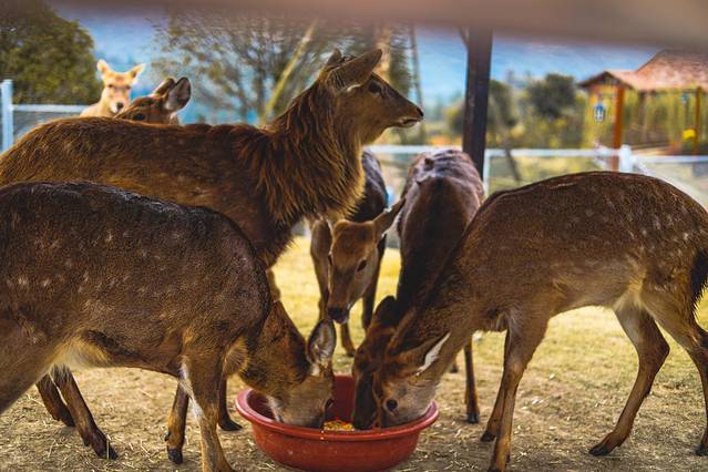 松垟花开火车乐园
