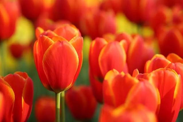 国际慢城太寺垭森林公园