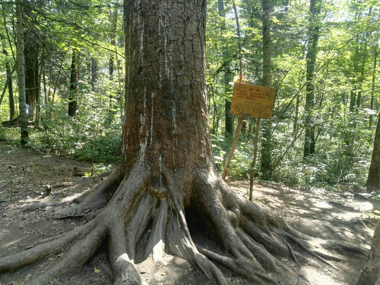 避暑4日游完美攻略这里不光有红松的苍翠挺拔,还生长着茂密的云杉