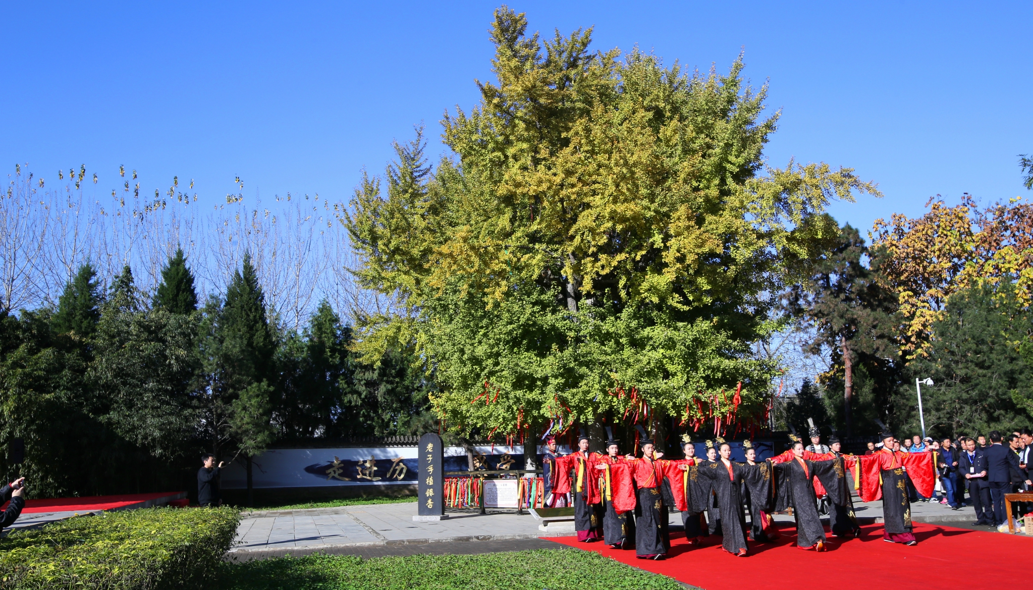 抓住秋的尾巴 逛楼观 赏银杏 第四届“中华老子古银杏文化节”开幕