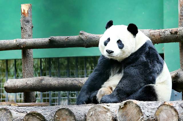 卧龙自然保护区