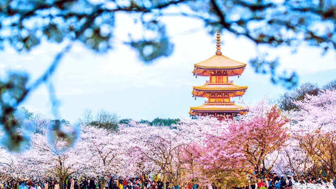 除了最有名的武大以外,时间比较充足的话,东湖景区的樱花园也是一个不