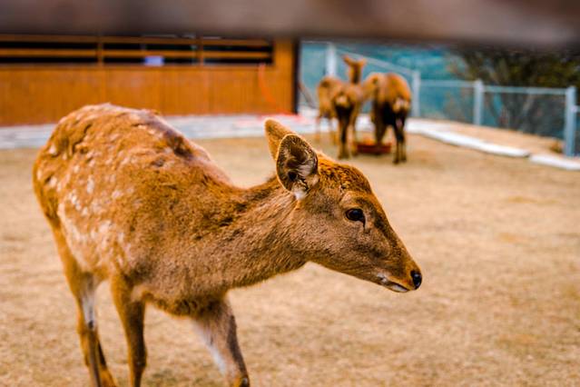 松垟花开火车乐园