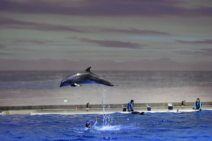 "海豚光滑的皮肤+独特的体态减少了其在 水里 的游行的阻力，所以其游行速度非常快_上海海昌海洋公园"的评论图片