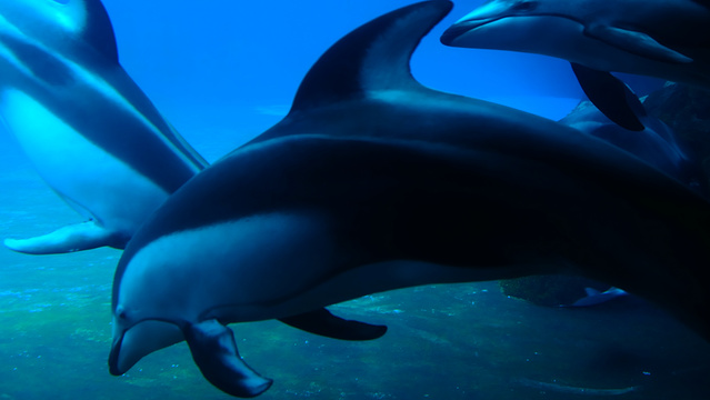 珠海长隆海洋王国-海豚湾旅游景点图片