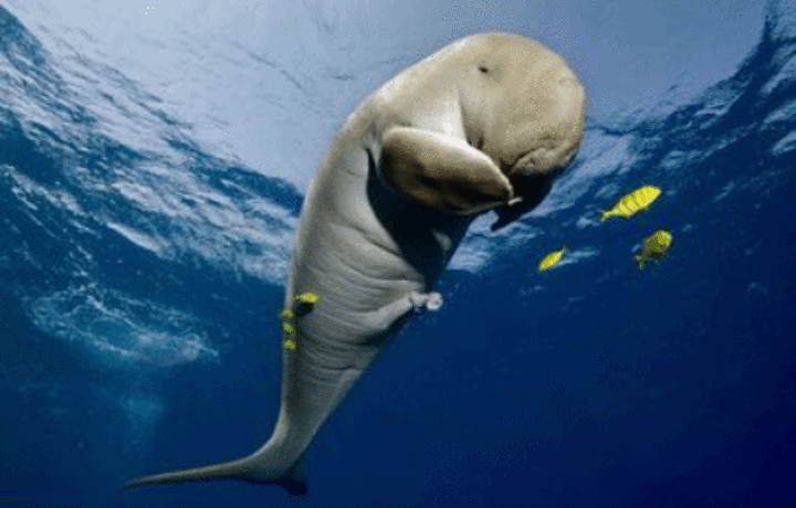 美人鱼岛孕育了多种多样的海洋生物,其中最知名的当属濒临灭绝的儒艮