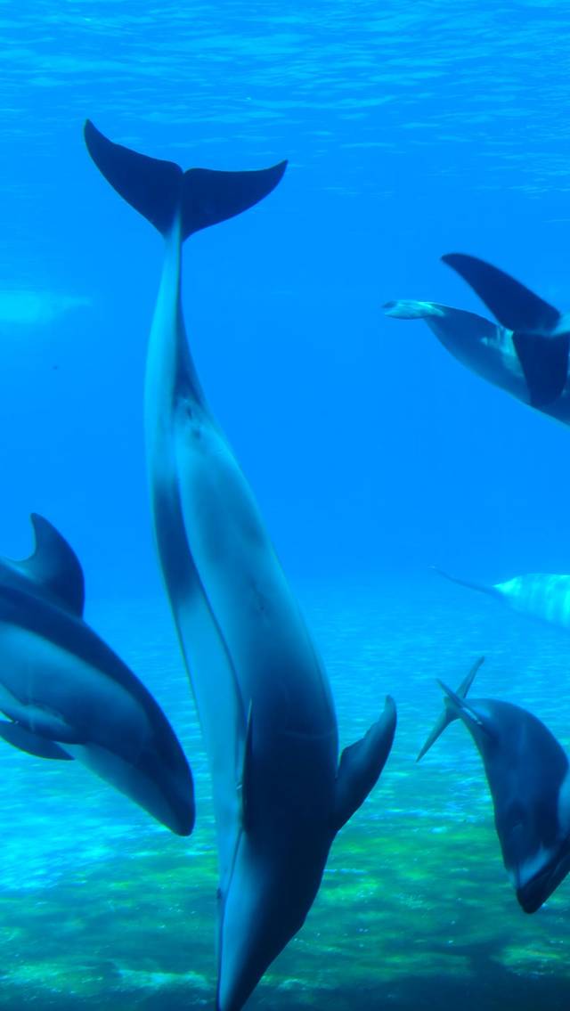 珠海长隆海洋王国-海豚湾