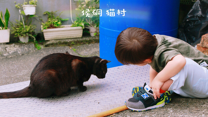 "猴硐猫村位于 台湾 新北 市 瑞芳 区侯硐车站周边，百猫街栖息的猫因长期与观光游客近距离接触，..._侯硐车站"的评论图片