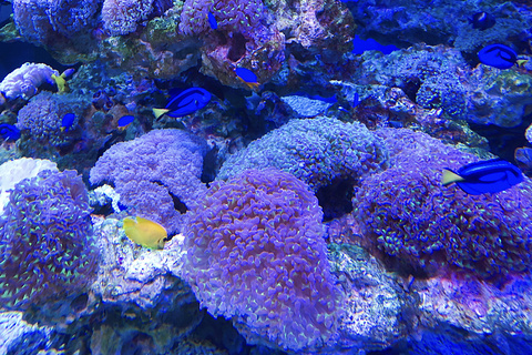 珊瑚水母馆旅游景点攻略图