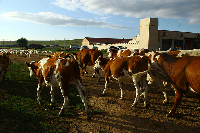 太仆寺旗贡宝拉格草原图片