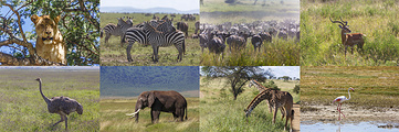 坦桑尼亚旅游景点攻略图片