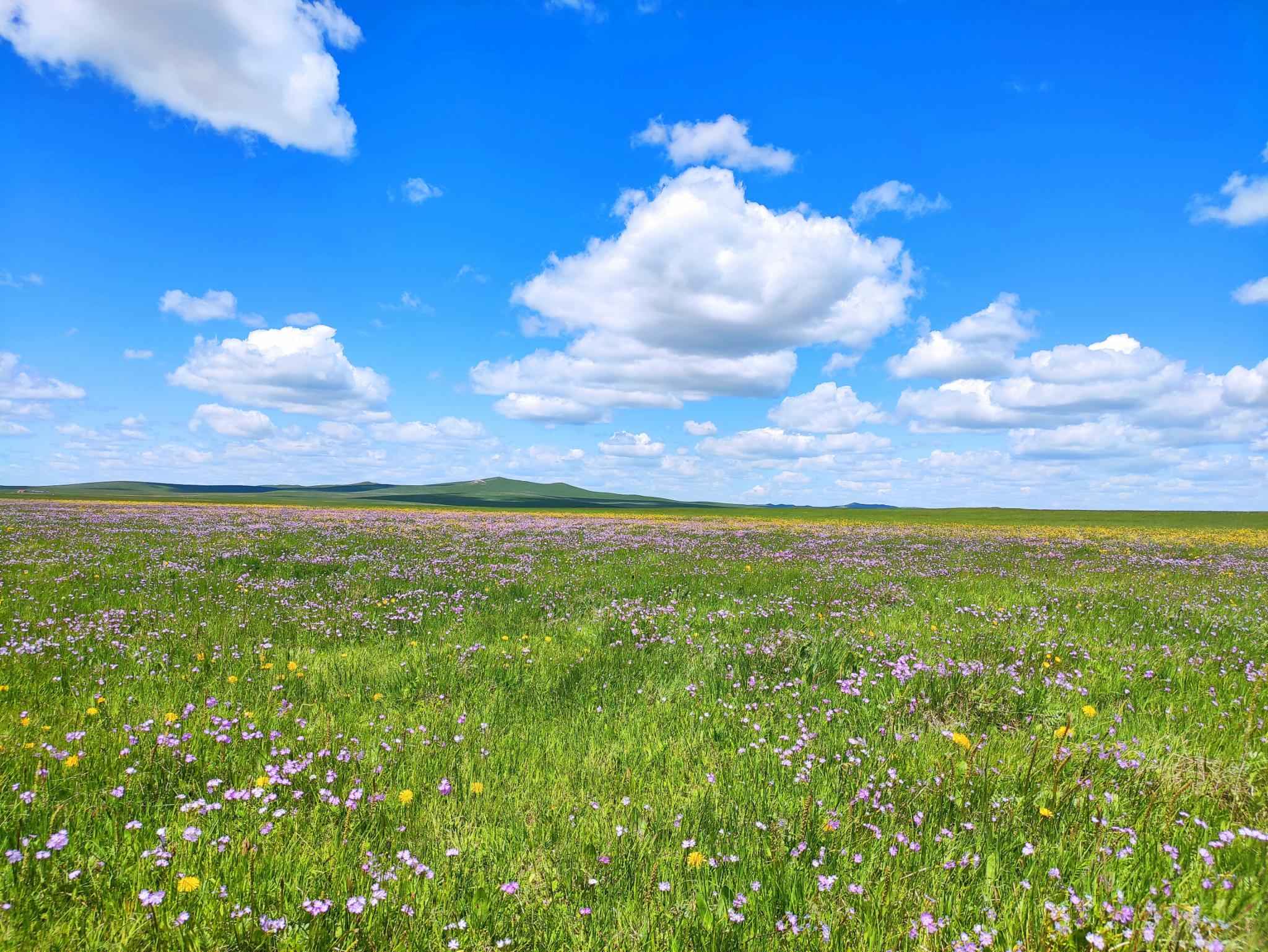 是草原最美的时节也是草原旅游的旺季所以在疫情过去的七月看了其他蜂