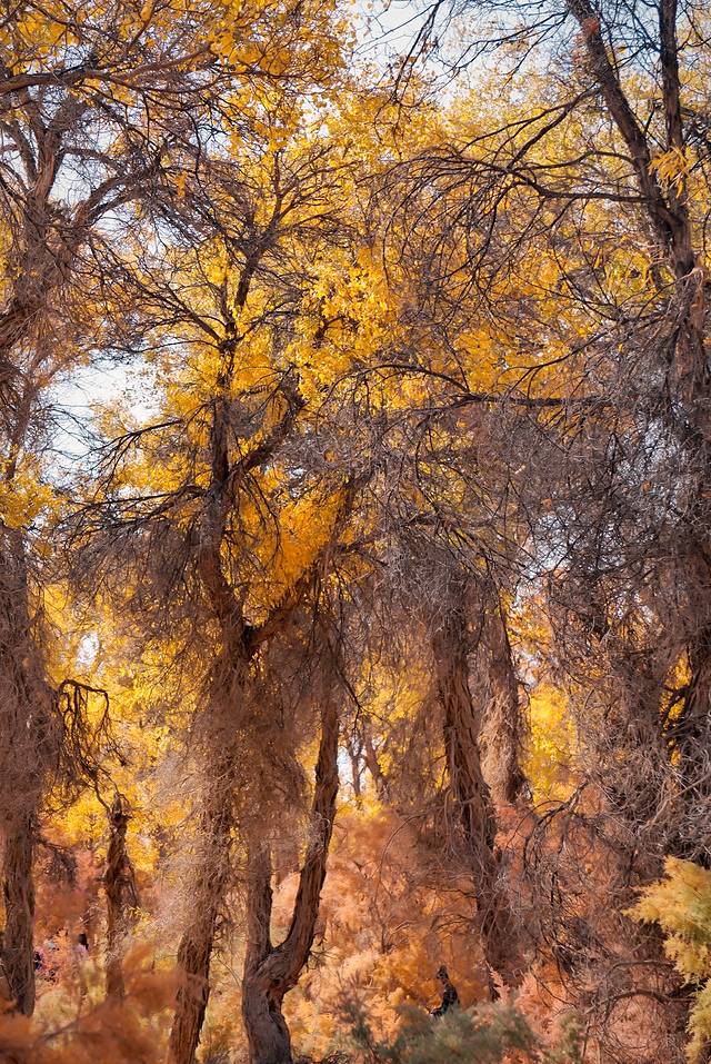 塔里木胡杨林公园