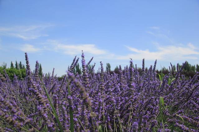 霍尔果斯口岸国际商贸中心