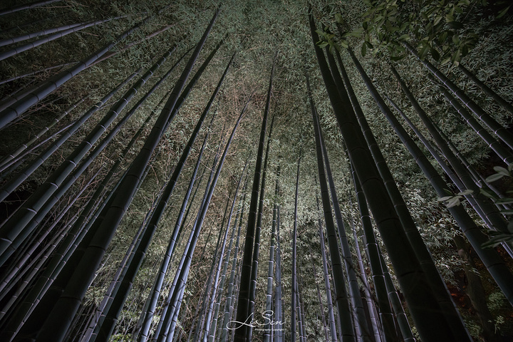 "...了参观青莲院，我们不得不减少当晚温泉酒店泡温泉的时间，赶在21:00前来到青莲院参观这里的夜枫_青莲院"的评论图片