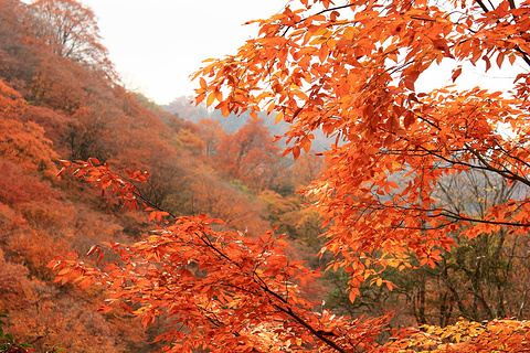 光雾山旅游景区旅游景点攻略图