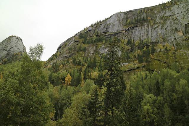 可可托海白桦林