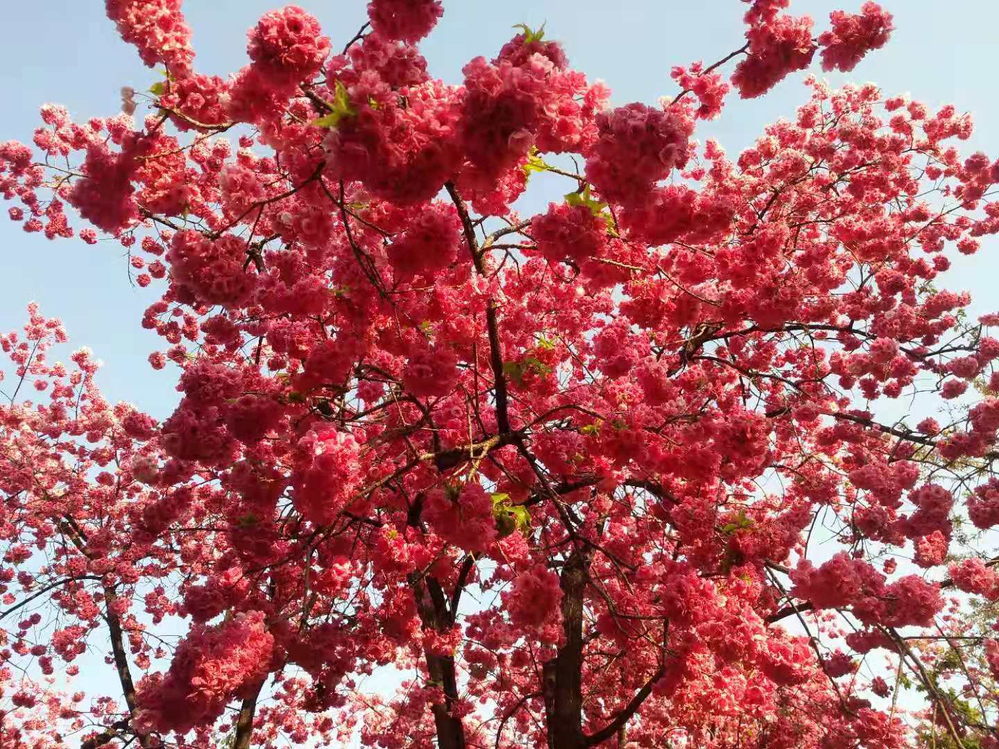 看花的日子我来了---云南  （昆明--西双版纳--建水）  1