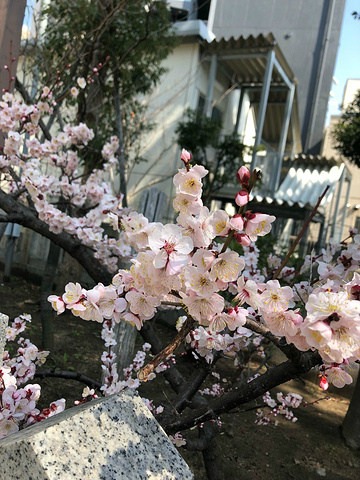 "神社很不错哦，规模还蛮大的，而且早春三月有几只樱花已经开啦非常美丽~很气派的一个神社_三宫神社"的评论图片