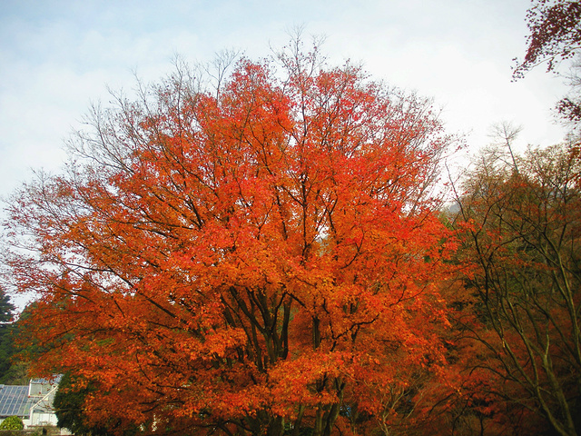 "深秋季节去最佳，园内有几株相当茂盛的枫树，枫叶红得似火，是庐山观红叶的最佳地，还有一棵百年银杏..._庐山植物园"的评论图片