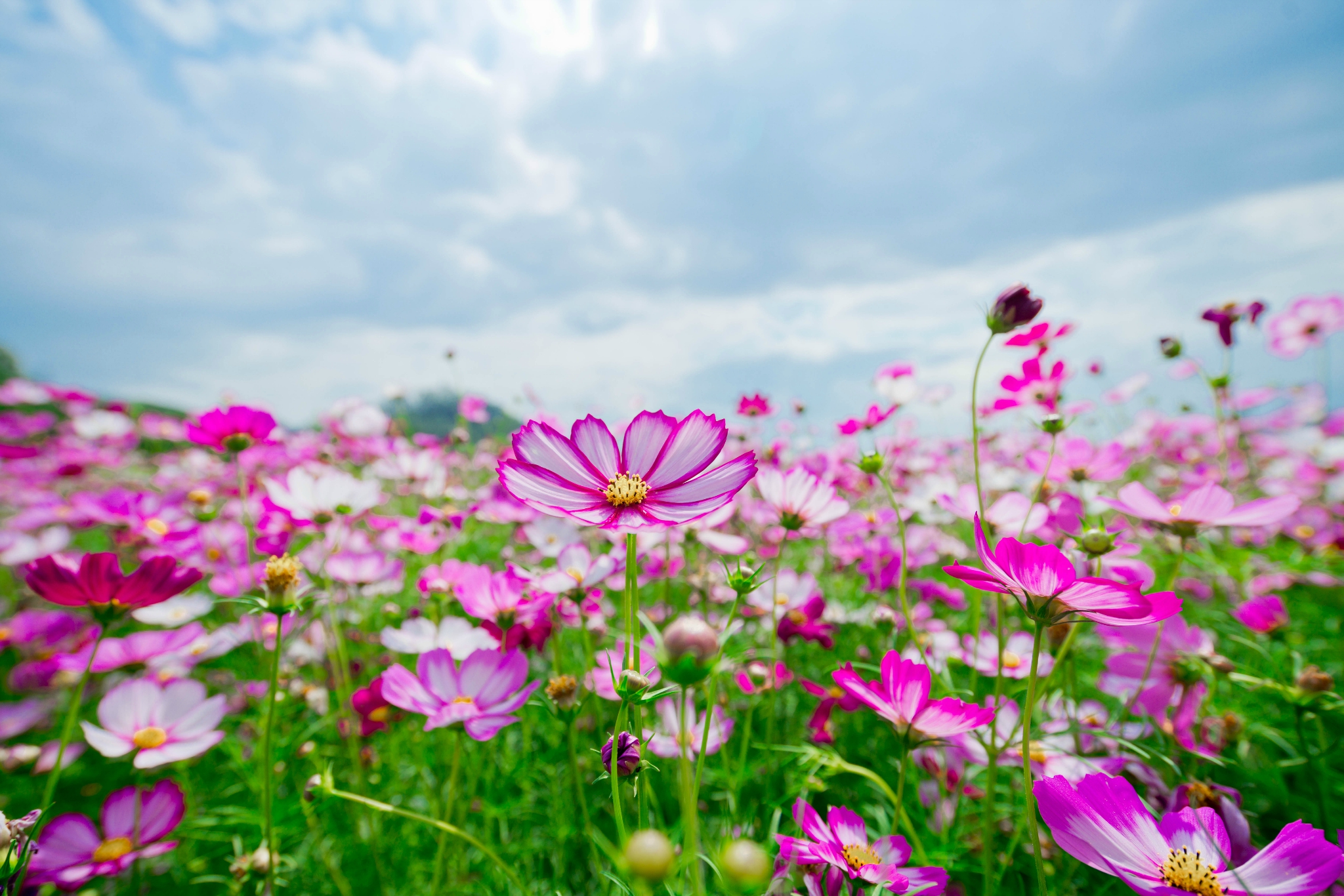 佛山｜逛吃顺德，赏格桑花海，品黑毛节瓜