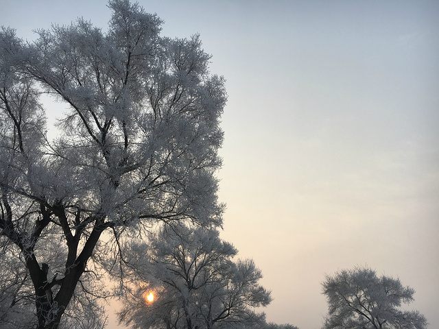 "吉林雾凇大赏,不要错过岛上的日出和日落,早上雾凇最佳观赏时间7：00-9：30_雾凇岛"的评论图片