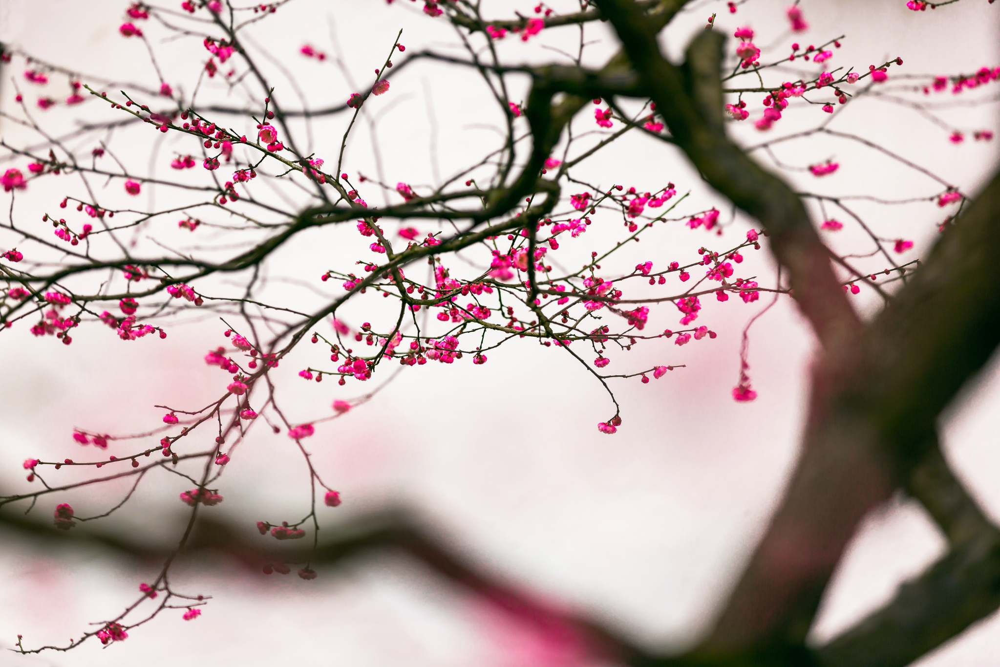迎春绽放粉色的梅花枝头植物清新高清植物图片