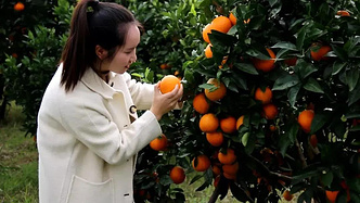 乡游黔中 · 晴隆县 学官社区丨甜蜜登场！邀你品尝冬日里的柑橘香