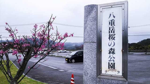八重岳樱之森公园